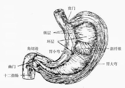 胃肠镜的要注意那些事项