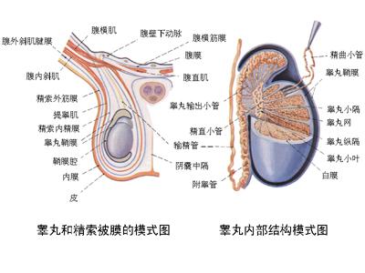 睾丸坠胀