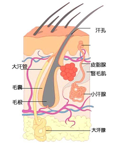 腋臭