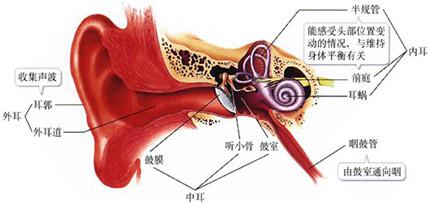 耳部疾病